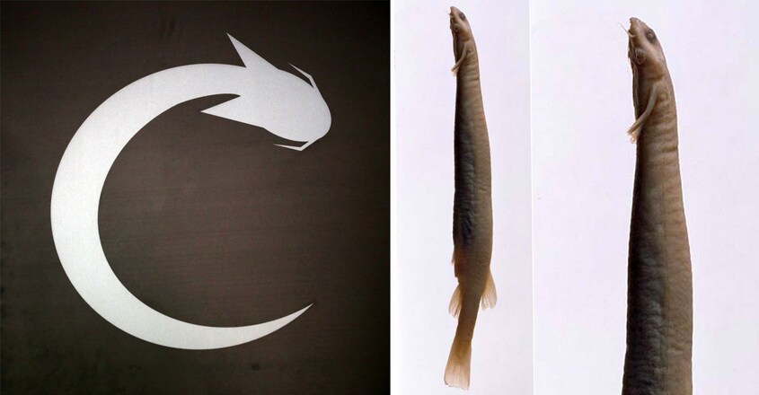 Candiru-Fish-and-Logo Candiru-Fish-and-Logo