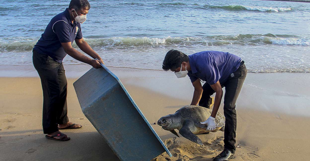 Shipwreck: Hundreds of turtles die in Sri Lanka