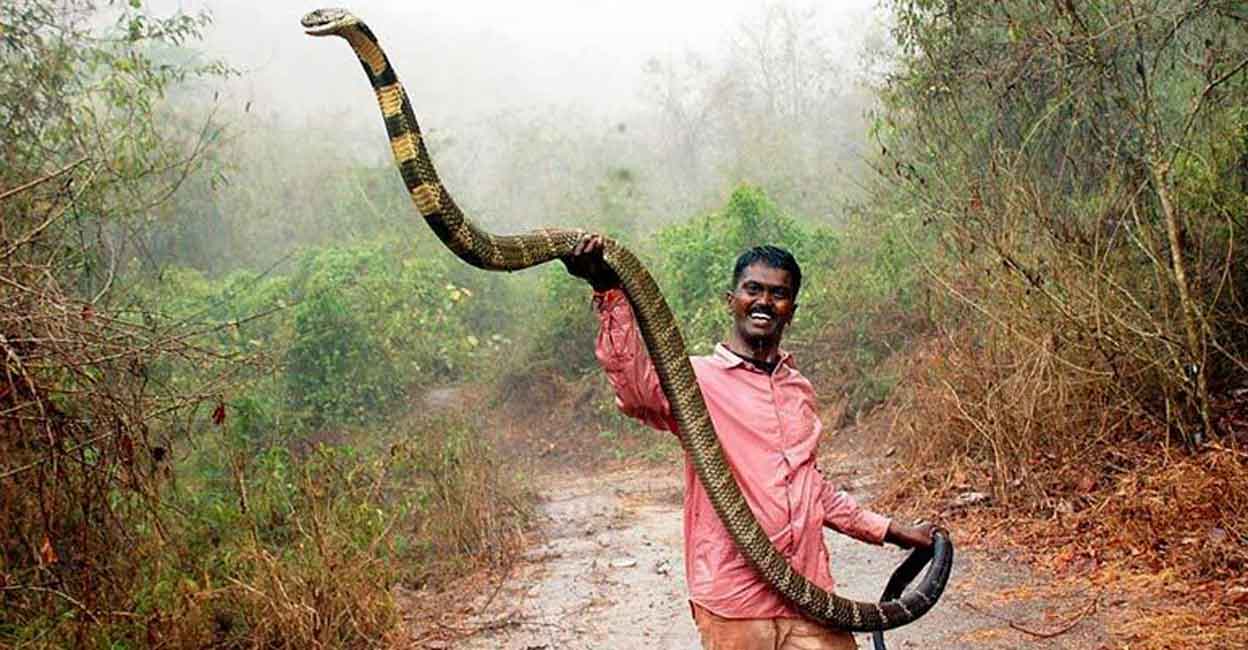 змеи индии названия