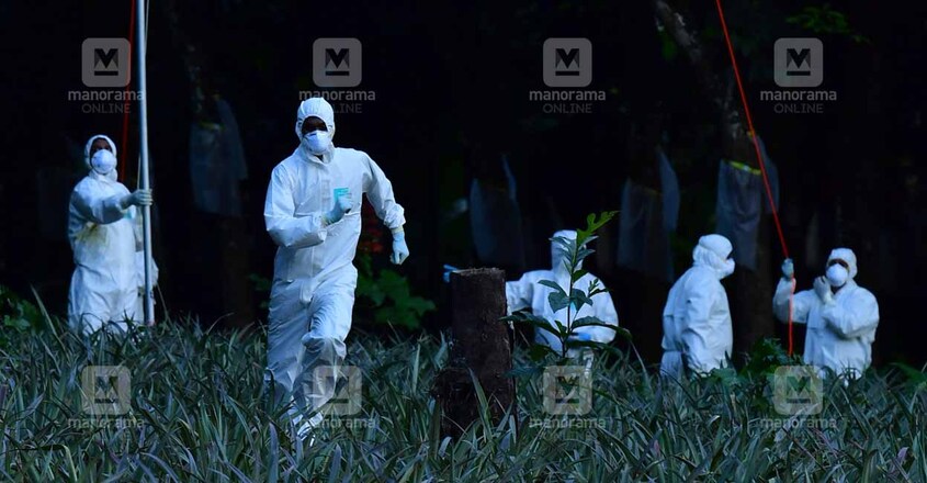 nipah-bat-sample nipah-bat-sample