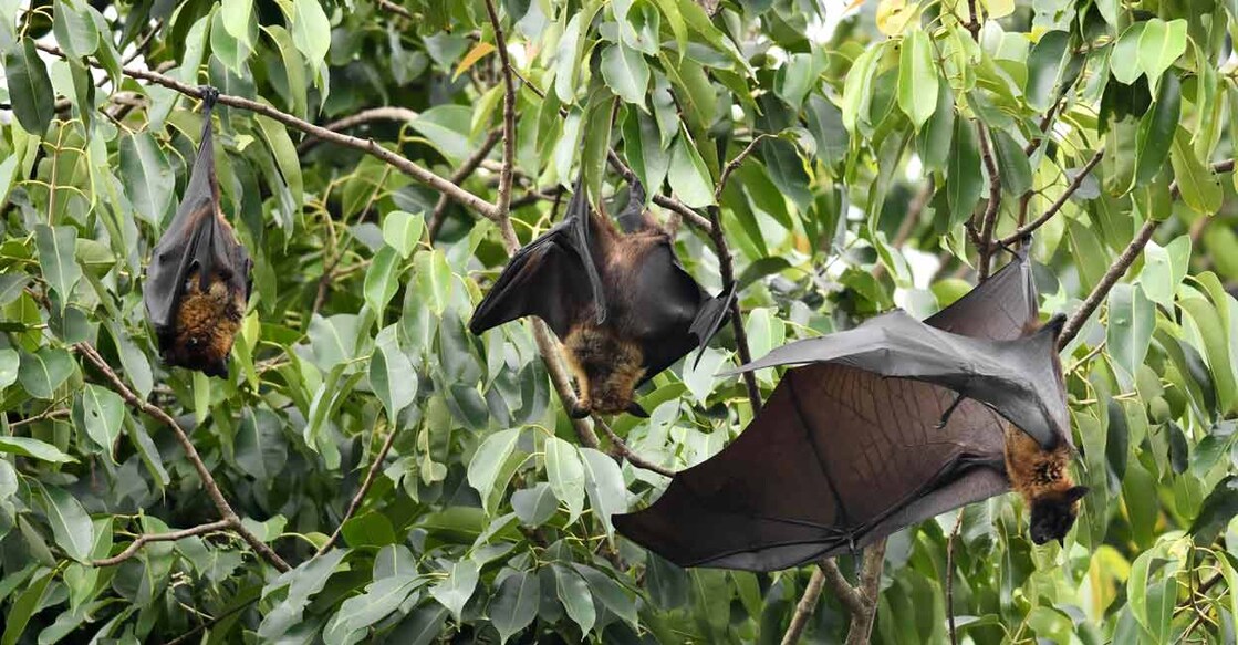 Photo: BIJU BORO / AFP