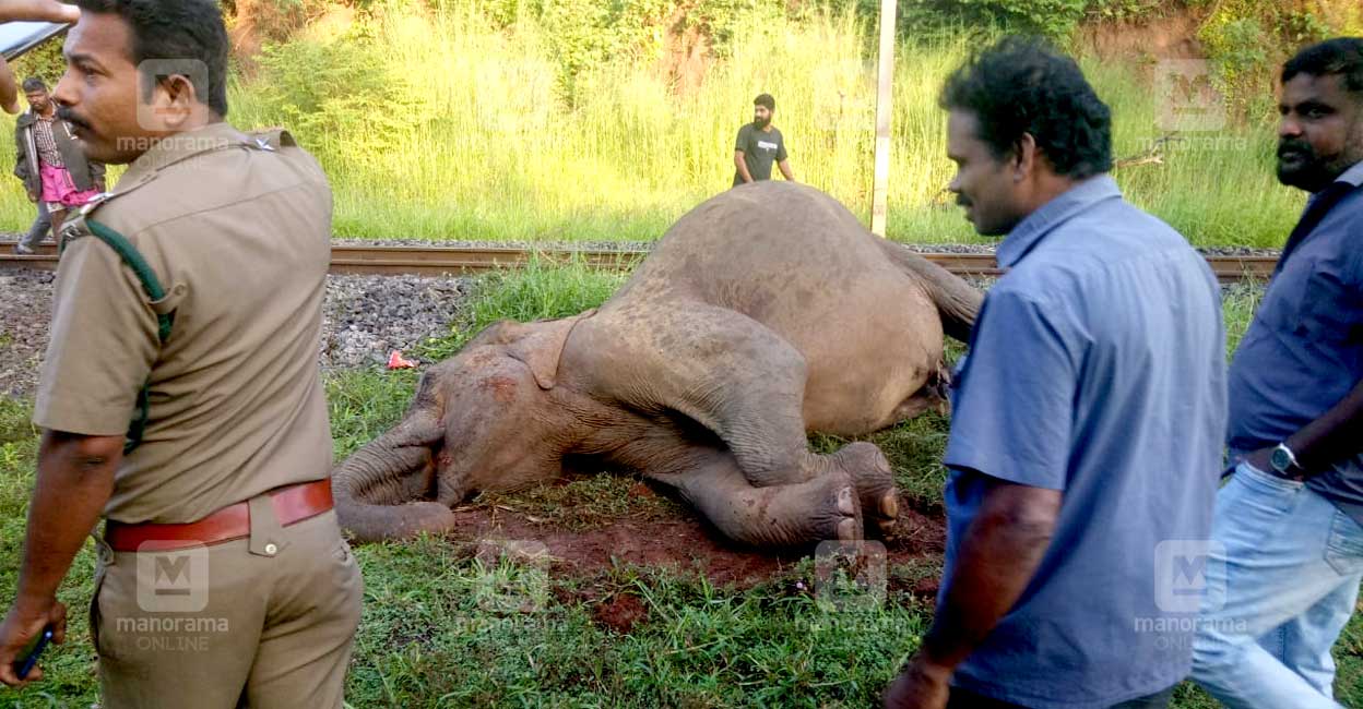 Palakkad’s train hits Katana;  Traffic Disrupted – Wild Elephant Killed Palakkad |  Manorama online