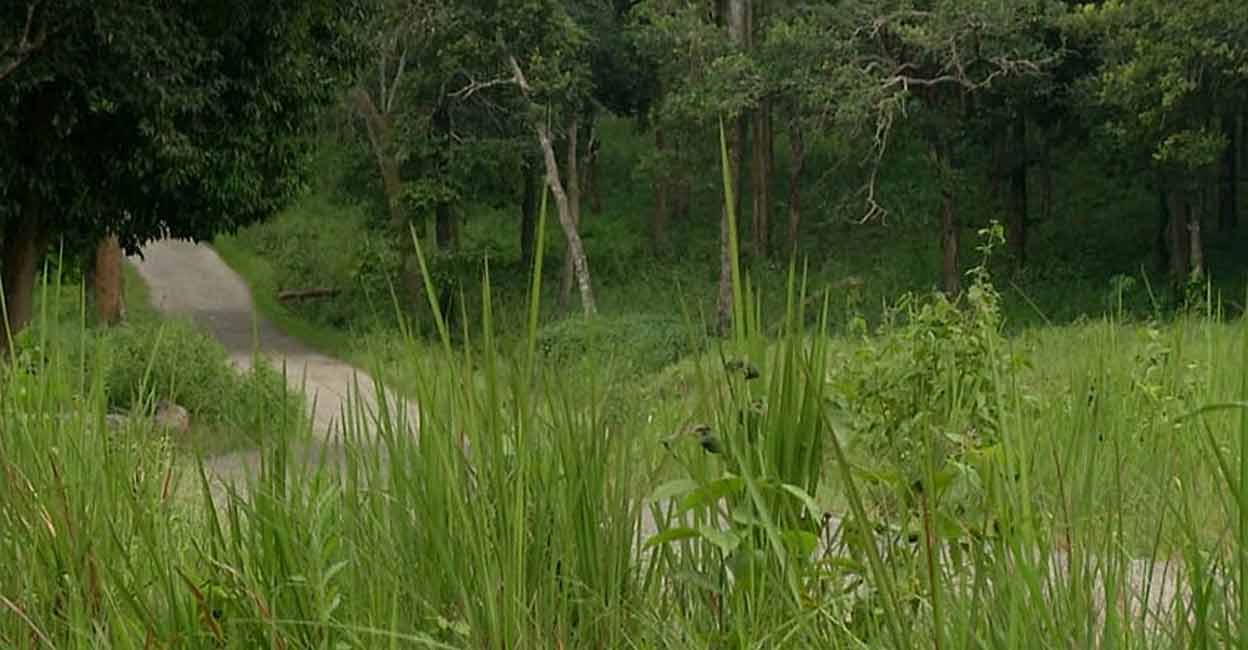 ബഫർസോണിലെ ജനവാസമേഖല നിർണയിക്കൽ; അടുത്തയാഴ്ച മുതൽ സ്ഥലപരിശോധന Buffer