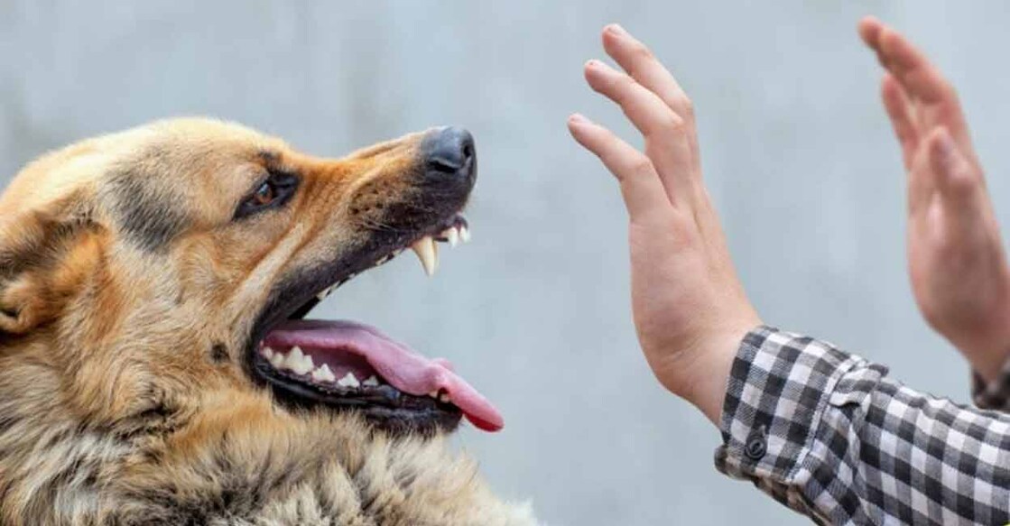 rabies-representational-image rabies-representational-image