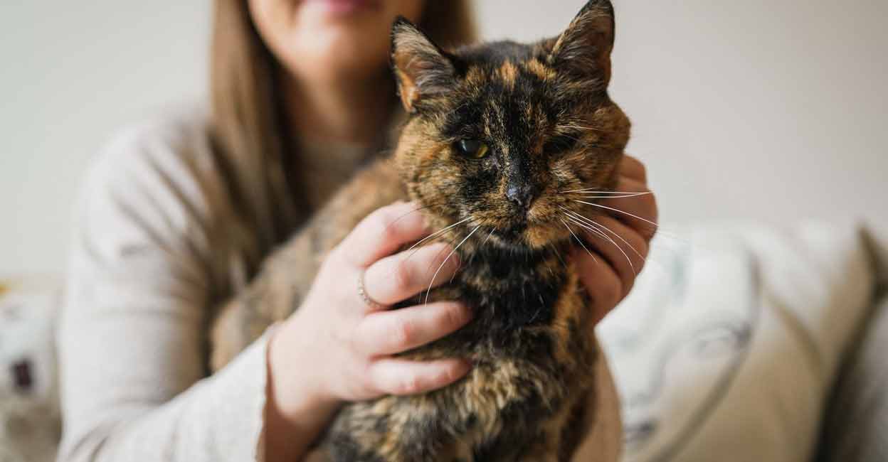 Age 26;  Flossie, the world’s oldest living cat is almost 27 years old |  Malayalam news, world news |  Manoram online