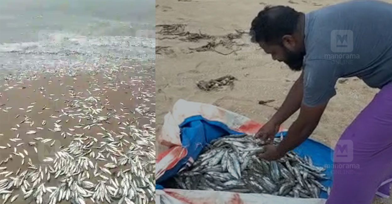 A school of sardines caught on shore; Sardine Flock Video Sardine