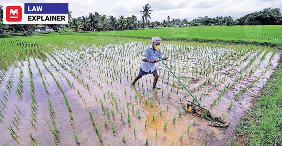 palakkad-paddy-field