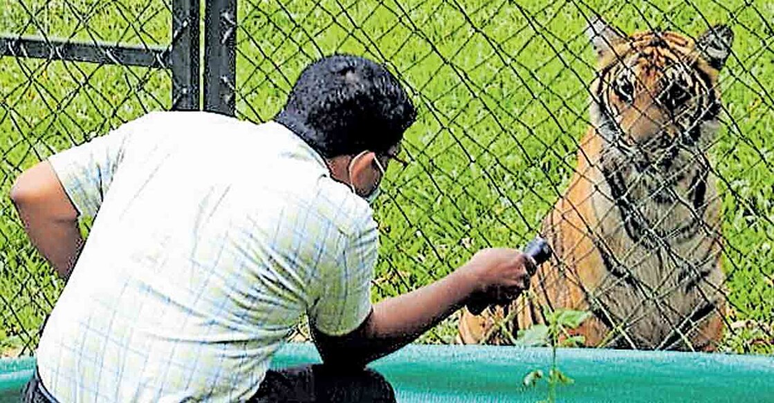 mangala-tiger പെരിയാർ ടൈഗർ റിസർവിനുള്ളിൽ സ്ഥാപിച്ച പ്രത്യേക കൂട്ടിൽ മംഗളയെ പരിശോധിക്കുന്നു.