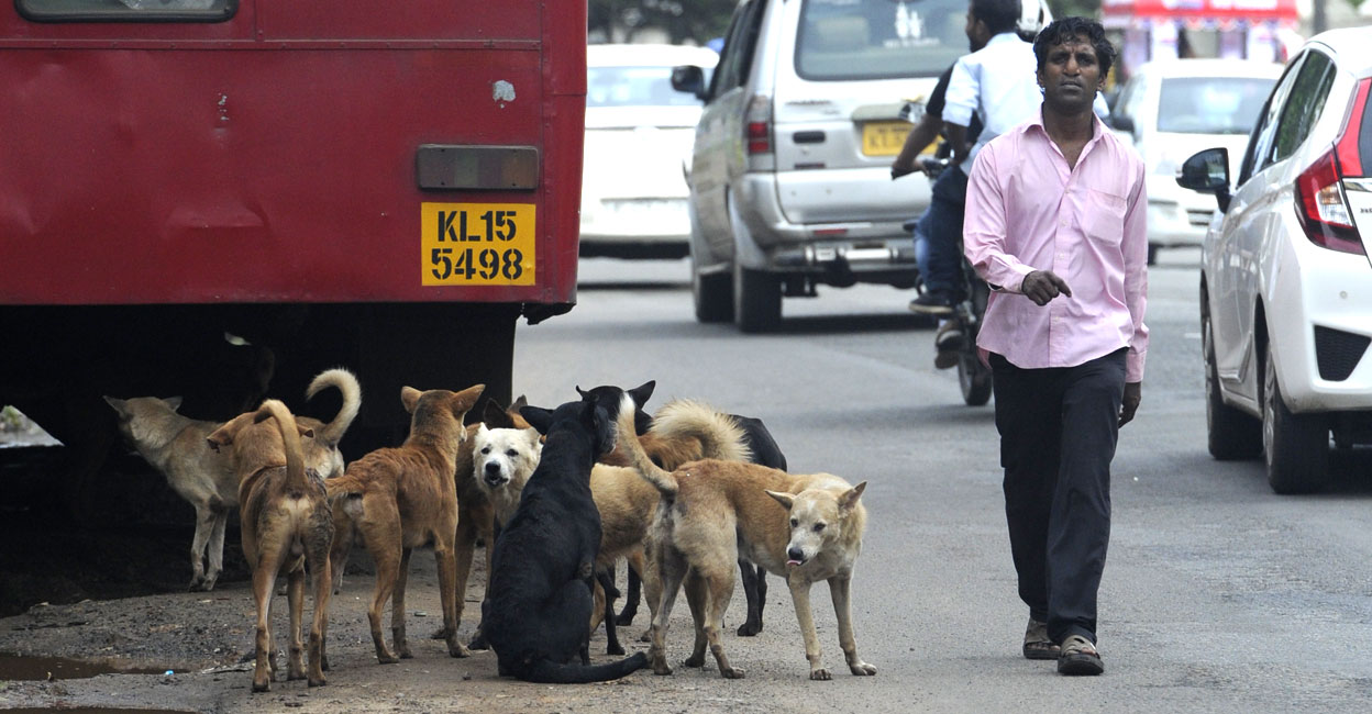 1,47,287 people were bitten and 18 died due to poisoning; No funds to