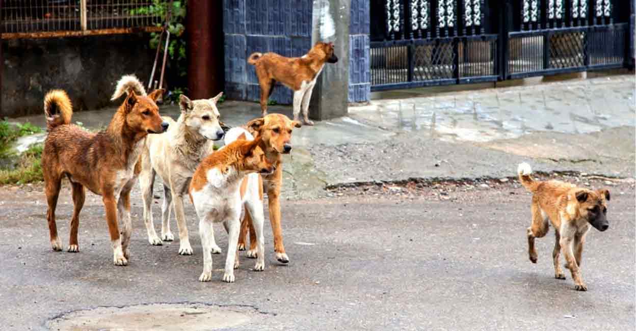 കരടു ചട്ടവുമായി കേന്ദ്രം: തെരുവുനായ്ക്കളെ പോറ്റാൻ സൗകര്യം ഒരുക്കിനൽകണം ...