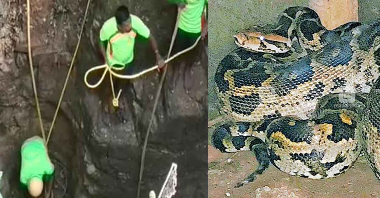 The mountain snake coiled up, fell into the well and did not leave