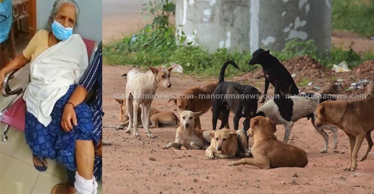 Stray dogs attacked a 90 year old woman in her home – Stray dogs