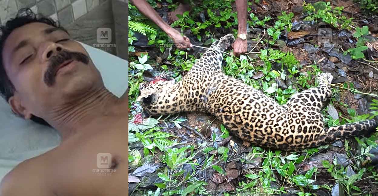 Tribal attacked by the tiger  Individuals killed Leopard |  Mankulam Information Idukki