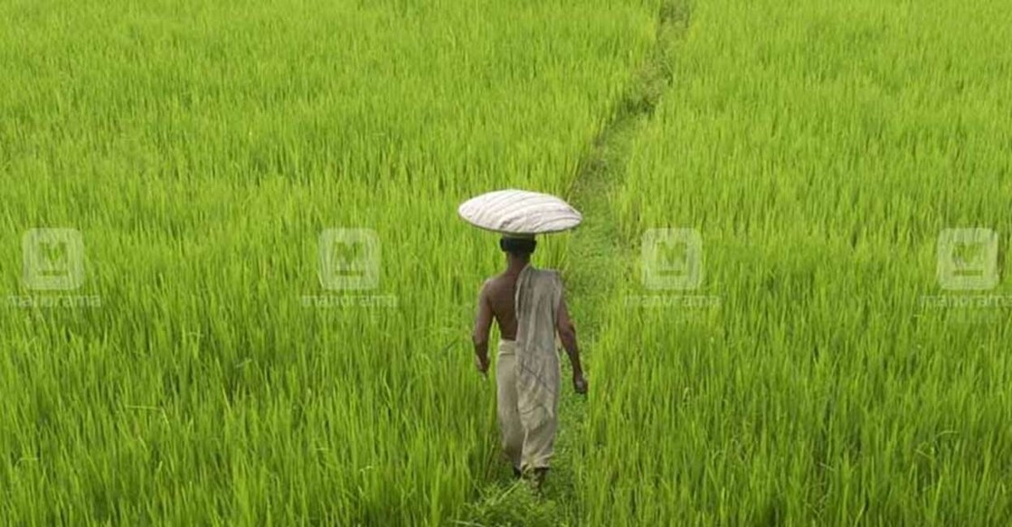 paddy-farmers-1111 ഫയൽ ചിത്രം: ജോസ്കുട്ടി പനയ്ക്കൽ ∙ മനോരമ