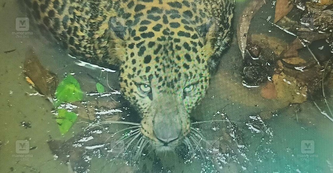 leopard-kannur-2911 കിണറ്റിൽ വീണ പുള്ളിപ്പുലി. ചിത്രം: ധനേഷ് അശോകൻ ∙ മനോരമ