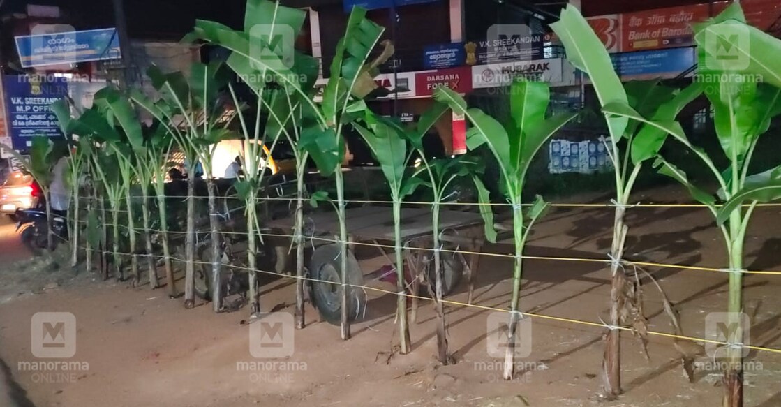 നവകേരള സദസ്സിനെതിരെ ഒറ്റപ്പാലത്ത് നഗരമധ്യത്തിൽ വാഴവച്ച് പ്രതിഷേധം. ചിത്രം: മനോരമ