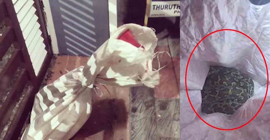 python-in-sack പെരുമ്പാമ്പിനെ ചാക്കിലാക്കി പഞ്ചായത്ത് അംഗത്തിന്റെ വീട്ടിൽ ഉപേക്ഷിച്ച നിലയിൽ