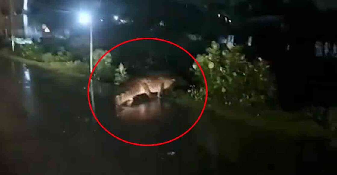 crocodile-on-road ചെന്നൈയിൽ റോഡിലിറങ്ങിയ മുതല എന്ന പേരിൽ പ്രചരിക്കുന്ന വിഡിയോയിൽ നിന്നും.