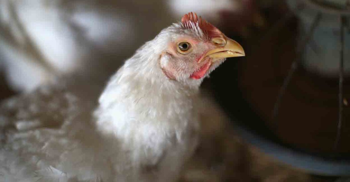 Chicken / Poultry Farm | Photo: Scott Olson/Getty Images/AFP പ്രതീകാത്മക ചിത്രം. (Photo: Scott Olson/Getty Images/AFP)