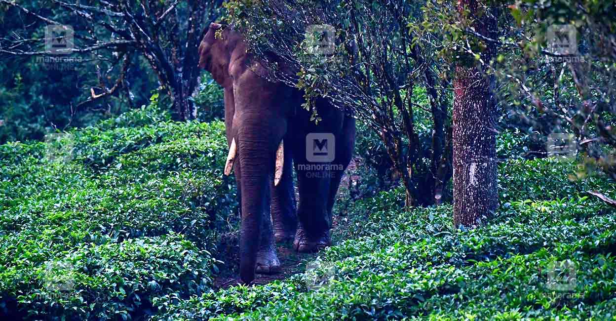 Arikomban: The Lone Elephant’s Journey from Kerala to Tamil Nadu