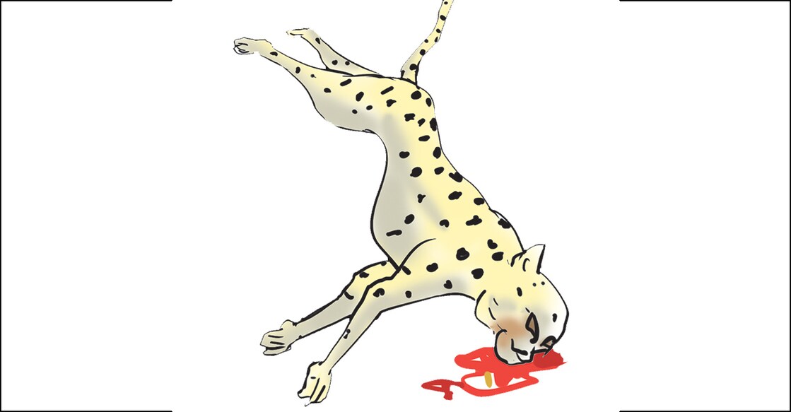 cheeta cheeta
