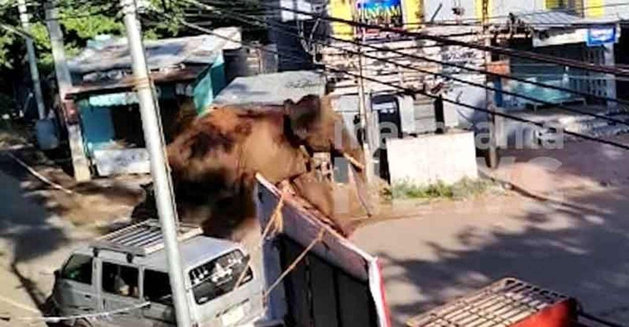 “Elephant Enters Residential Area in Kambam Due to Lorry’s Horn, Officials Issue Prohibitory Order”