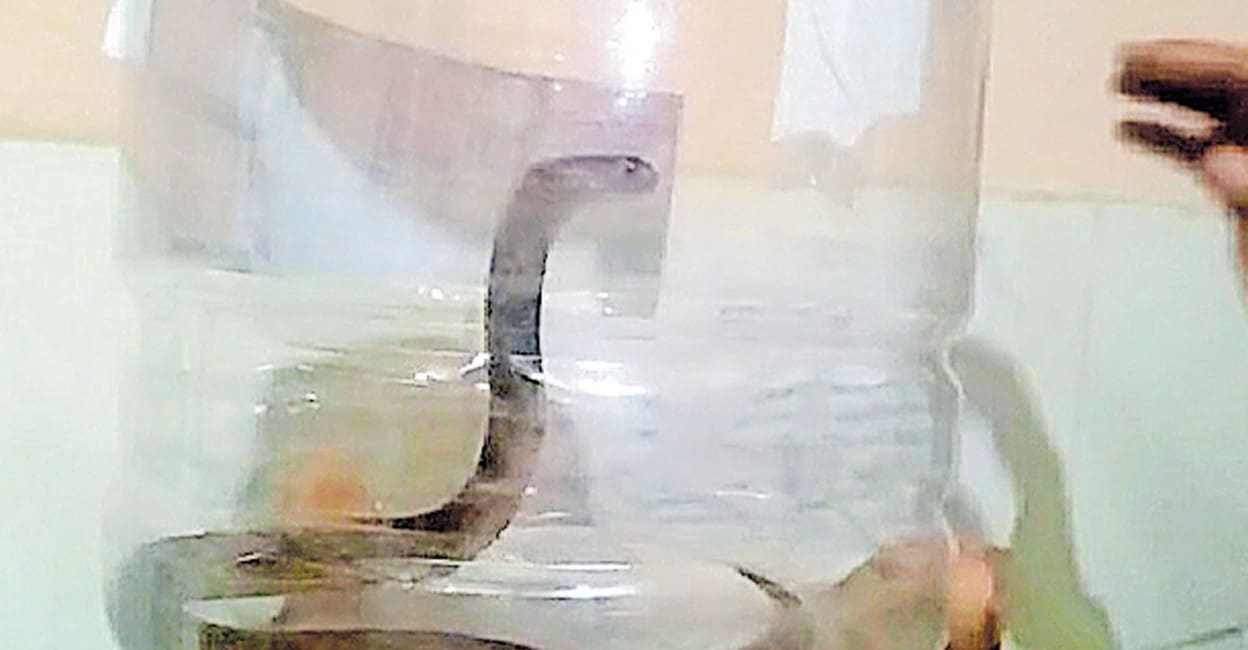 Cobra Infestation at Perinthalmanna District Hospital