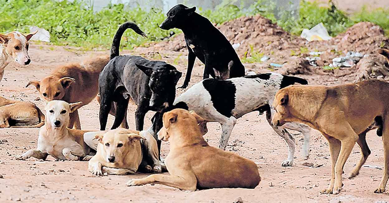 അപകട നായ്ക്കളെ കൊല്ലാൻ വഴിയൊരുക്കും Stray dogs may be killed