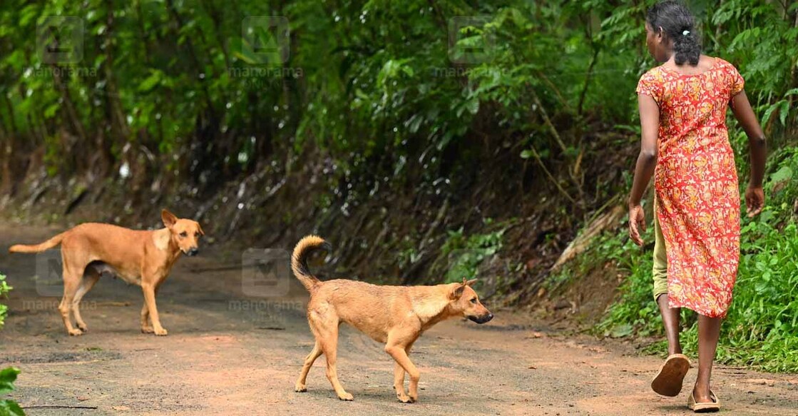 മറവൻതുരുത്ത് അപ്പക്കോട്ട് കോളനിയിൽ നിലയുറപ്പിച്ച തെരുവ് നായ്ക്കൾക്ക് സമീപത്തു കൂടെ നടന്നു പോകാൻ പരിഭ്രമിക്കുന്ന പെൺകുട്ടി. ചിത്രം: മനോരമ