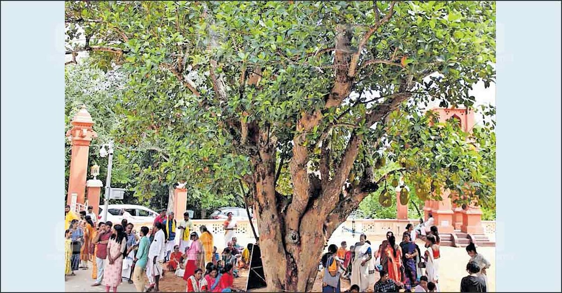jackfruit-tree-planted-by-gurudevan ശിവഗിരിയിലെ മഹാസമാധി മന്ദിരത്തിനു സമീപം ശ്രീനാരായണഗുരു നട്ടുവളർത്തിയ പ്ലാവ്.
