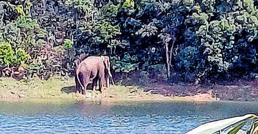 അരിക്കൊമ്പൻ കന്യാകുമാരി വന്യജീവി സങ്കേതത്തിലേക്കു കടന്നു; റേഡിയോ കോളർ സന്ദേശം