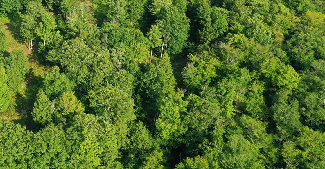 forest forest