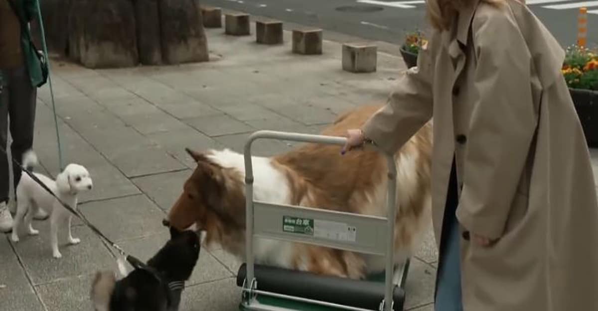 Man Living a Dog's Life in Japan: Viral Video of Toko dressed as a dog ...