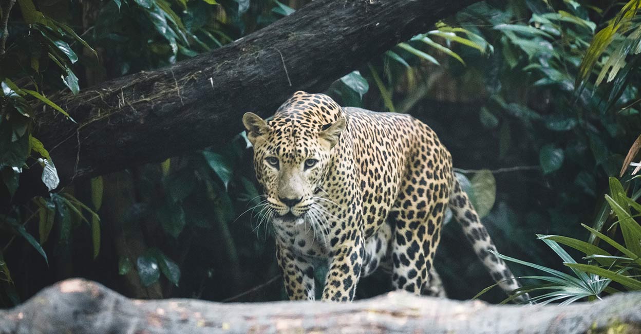 തിരുപ്പതിയിൽ ആറു വയസ്സുകാരിയെ പുലി കൊന്നു; മാതാപിതാക്കൾക്കൊപ്പം നടക്കവേ
