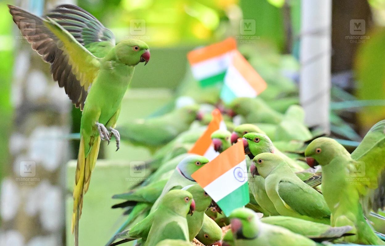 parrot_independence_day