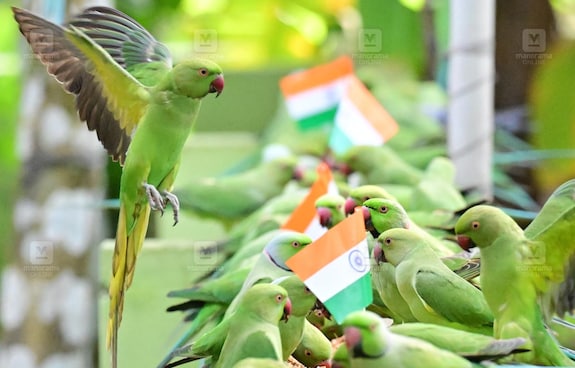 parrot_independence_day