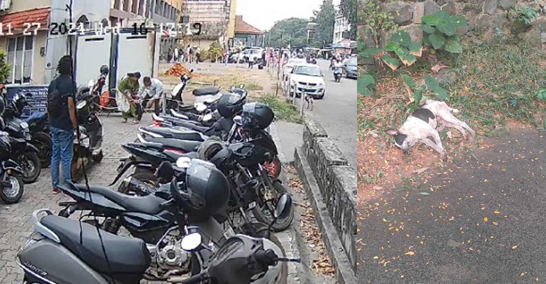 stray-dog-attack-kannur stray-dog-attack-kannur