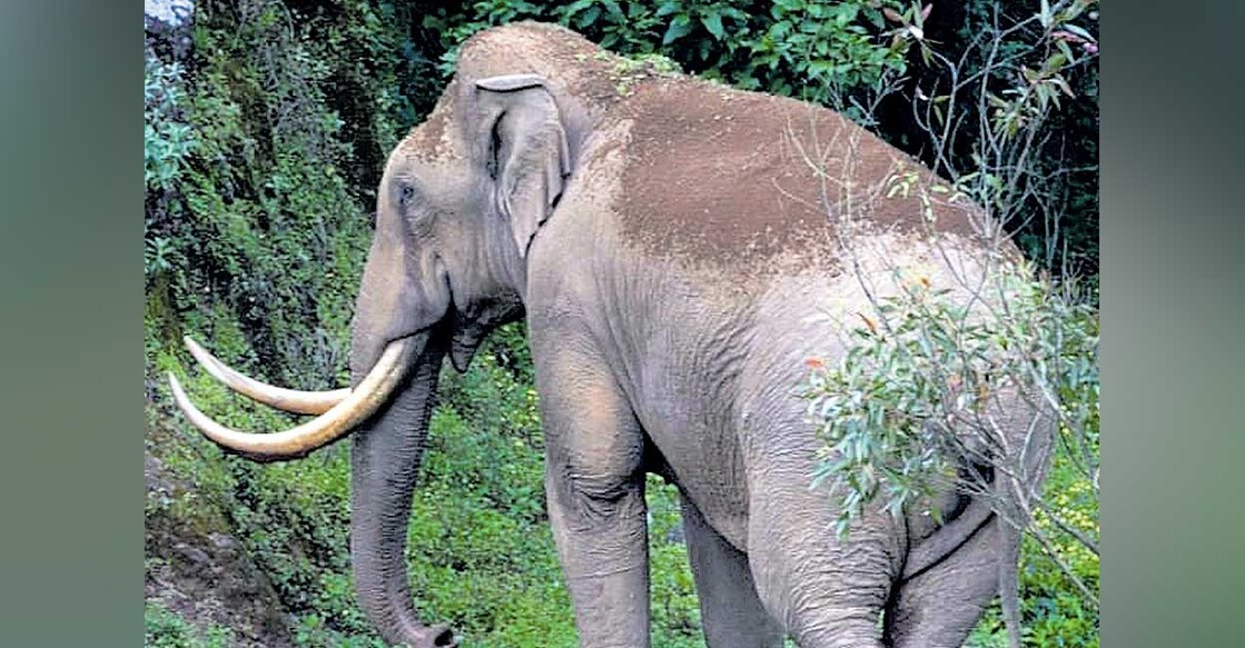 padayyappa-elephant പടയപ്പ (ഫയൽ ചിത്രം).