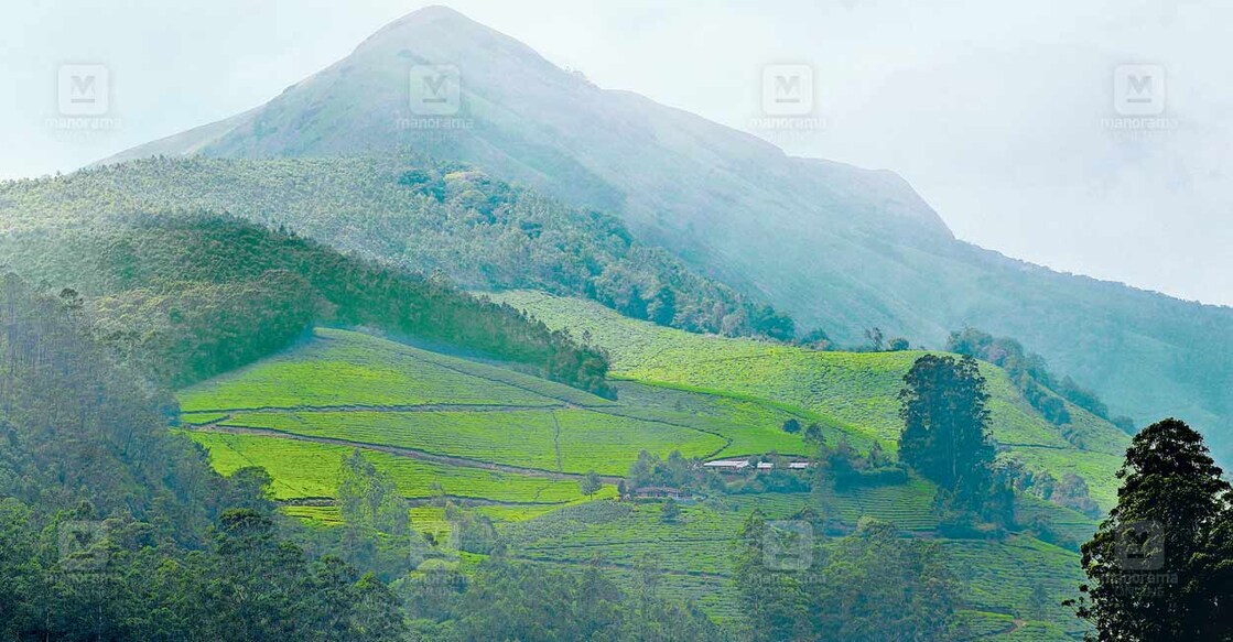 മൂന്നാർ. ചിത്രം: റെജു അർനോൾഡ് / മനോരമ