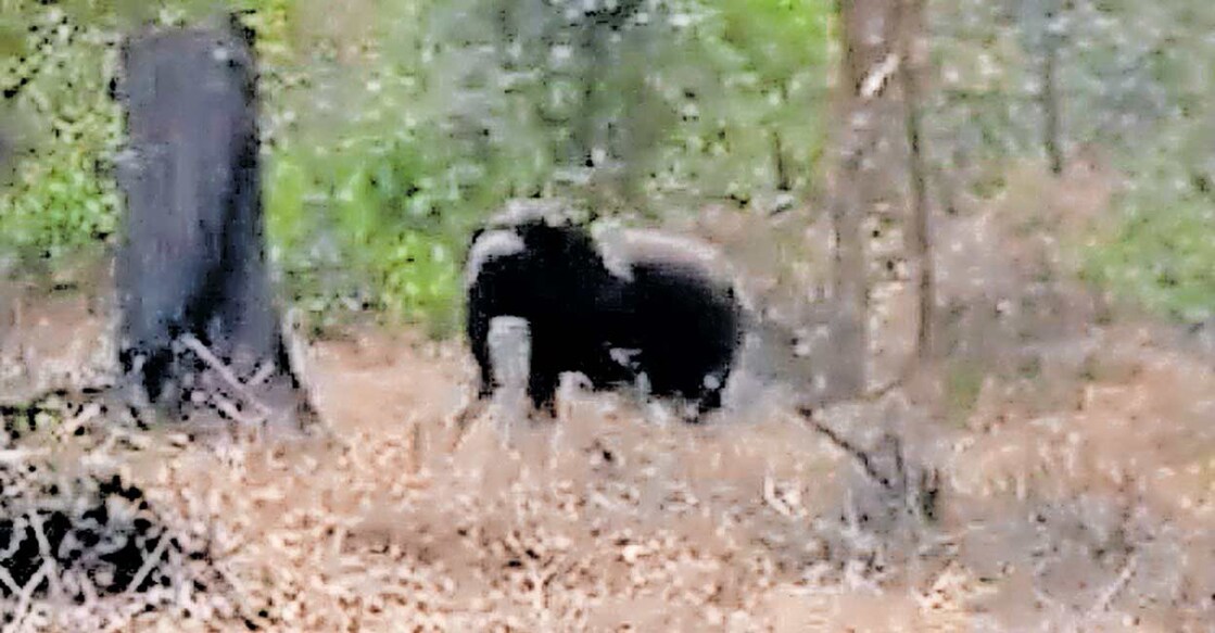 wild-elephant-belur-makhna വയനാട്ടിലെ തോല്പെട്ടി റെയ്ഞ്ചിലെ ബാവലി ചാമ്പാളം വയലില് ഇന്നലെ രാവിലെ വനംവകുപ്പ് സംഘത്തെ തുരത്തിയോടിക്കുന്ന ബേലൂർ മഖ്നയുടെ കൂട്ടാളിയായ മോഴയാന.