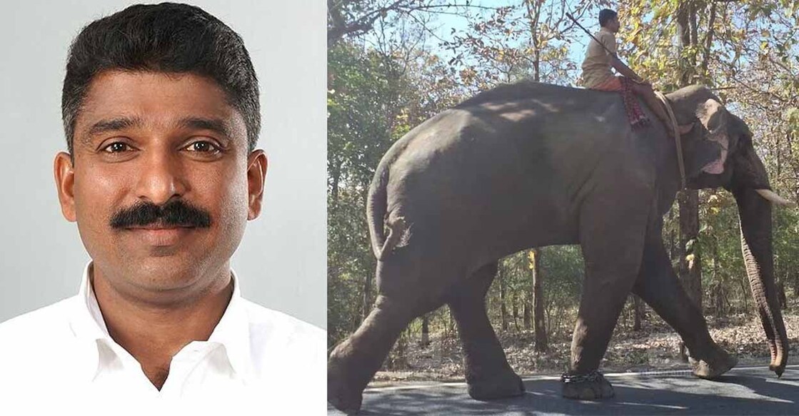 ടി.എം.റഷീദ്, ഓപ്പറേഷൻ ബേലൂർ മഖ്നയ്ക്കായി മാനന്തവാടിയിൽ എത്തിച്ച കുങ്കിയാന. (ചിത്രം:Special Arrangement) ടി.എം.റഷീദ്, ഓപ്പറേഷൻ ബേലൂർ മഖ്നയ്ക്കായി മാനന്തവാടിയിൽ എത്തിച്ച കുങ്കിയാന. (ചിത്രം:Special Arrangement)
