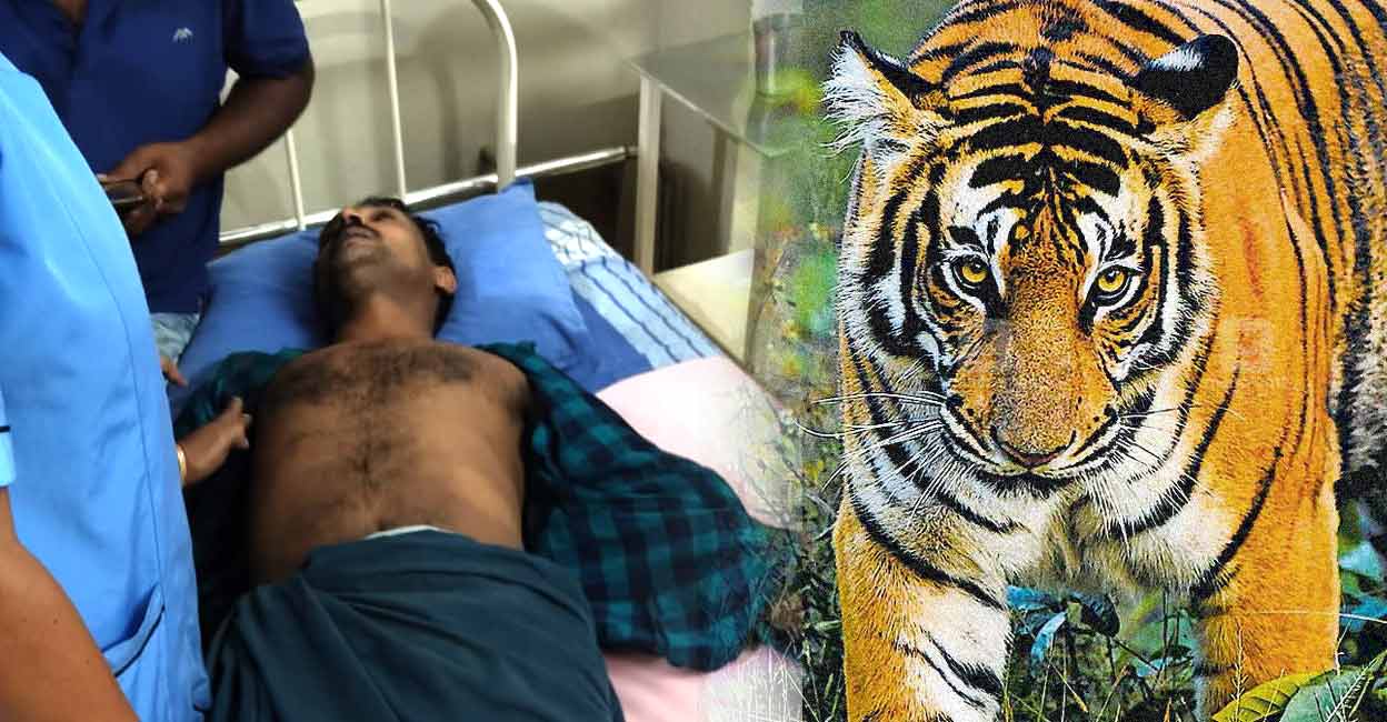 രാത്രി ബൈക്കിൽ വീട്ടിലേക്ക് പോവുകയായിരുന്ന യുവാവിന് മുൻപിൽ കടുവ: അദ്ഭുതകരമായ രക്ഷപ്പെടൽ