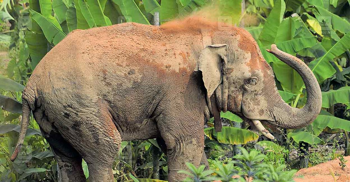 വെള്ളിയാഴ്ച മാനന്തവാടിയിലെത്തിയ തണ്ണീർക്കൊമ്പൻ മയക്കുവെടിയേൽക്കും മുൻപ്.‌ ചിത്രം: മനോരമ