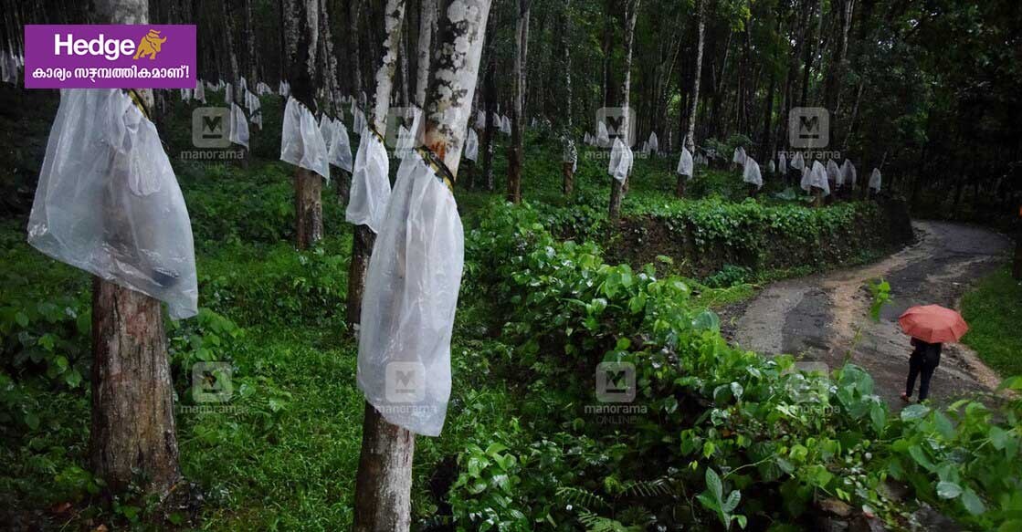 rubber-price-budget File Photo