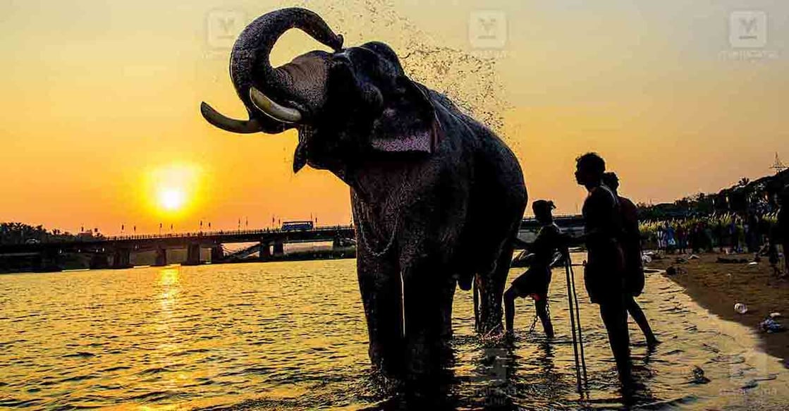 elephant elephant