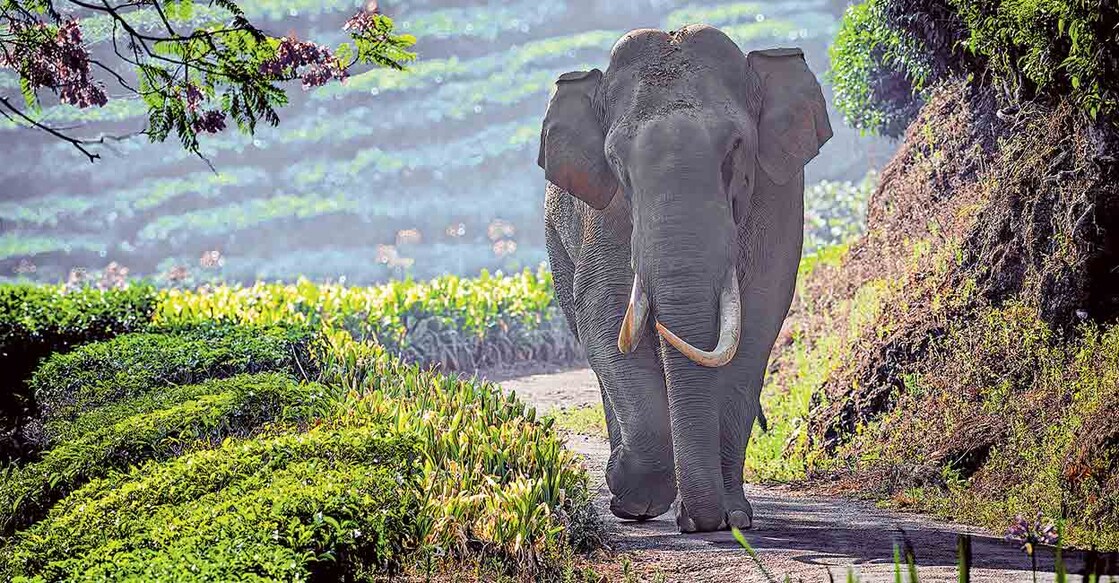 മൂന്നാർ മാട്ടുപ്പെട്ടി റോഡിൽ ഗ്രഹാംസ് ലാൻഡിനു സമീപത്ത് നിൽക്കുന്ന പടയപ്പ എന്ന കാട്ടാന. വനംവകുപ്പ് ദ്രുതകർമസേന ഡപ്യൂട്ടി റേഞ്ചർ പി.ജയൻ പകർത്തിയ ചിത്രം.