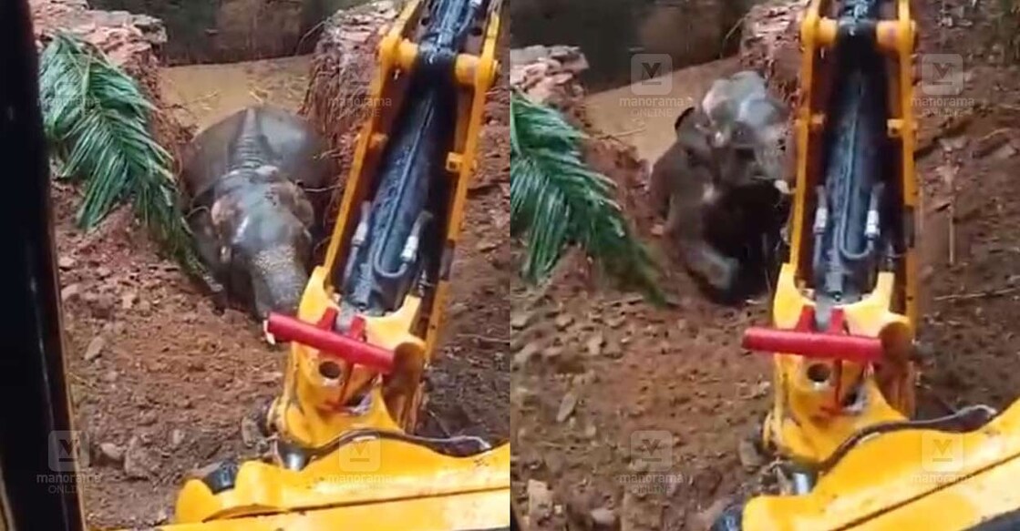kothamangalam-wild-elephant-rescue-1204 കോതമംഗലം കോട്ടപ്പടി പഞ്ചായത്തിലെ പ്ലാച്ചേരിയിൽ കിണറ്റിൽ വീണ ആനയെ കരയ്ക്കു കയറ്റിയപ്പോൾ. ചിത്രം: ആറ്റ്ലി ഫെർണാണ്ടസ്