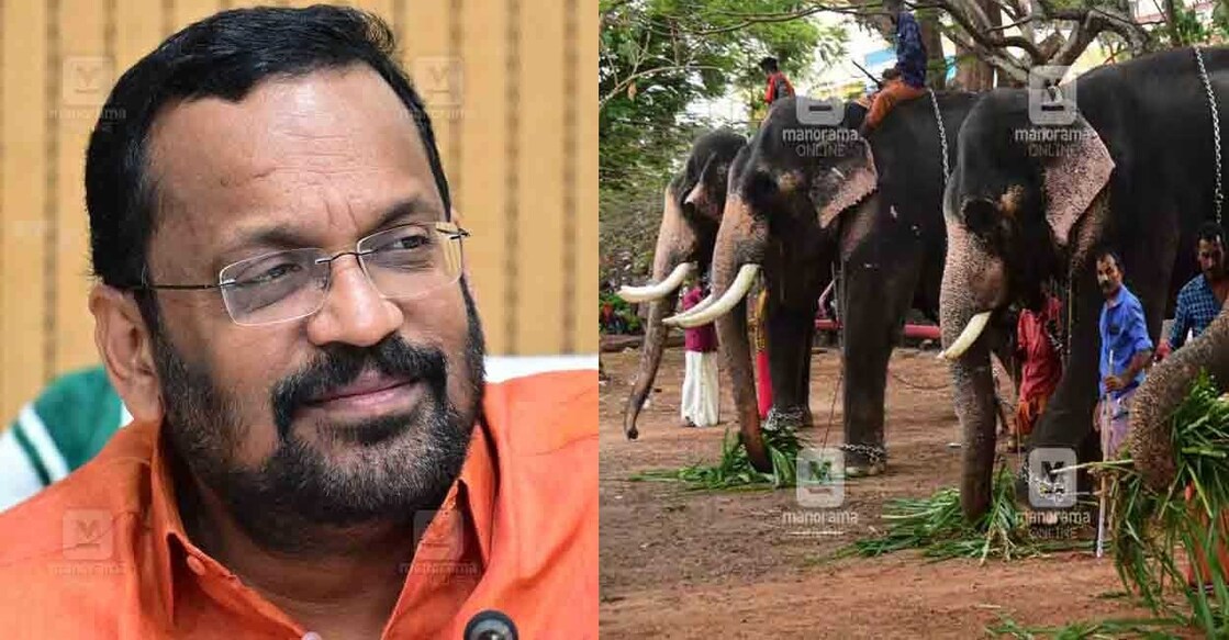 k-rajan-elephant കെ.രാജൻ, തൃശൂർ പൂരത്തിനെത്തിയ ആനകൾ (ഫയൽ ചിത്രം∙മനോരമ)