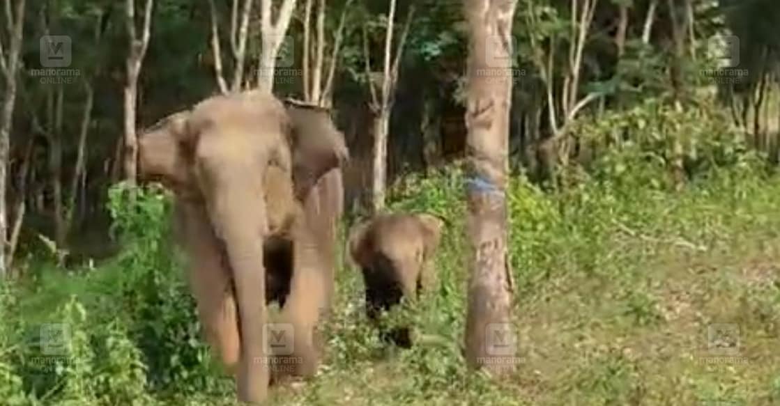 വാഹനത്തിന് അടുത്തേക്ക് പാഞ്ഞുവരുന്ന കാട്ടാനയും കുട്ടിയും. (വിഡിയോയിൽനിന്നെടുത്ത ചിത്രം)