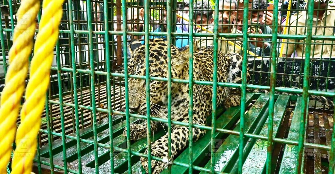 leopard-in-cage